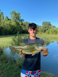 Largemouth Bass