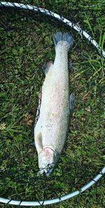 Rainbow Trout