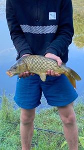 Common Carp