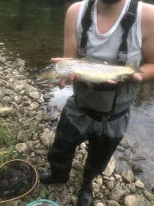Brown Trout