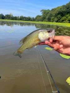 Largemouth Bass