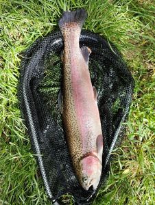 Rainbow Trout