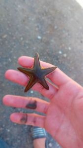 Astropecten