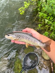 Brown Trout