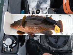 Ballan Wrasse