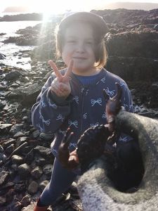 Common Shore Crab (Green Crab)