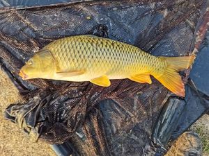 Common Carp