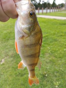 European Perch