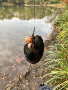 Blue Mussel