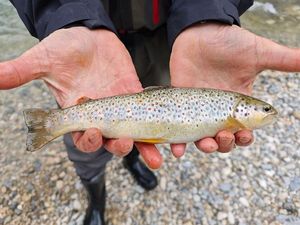 Brown Trout