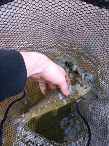 Brown Trout