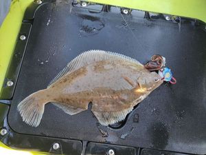 European Flounder