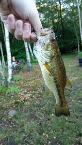 Largemouth Bass