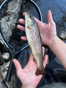 Brown Trout