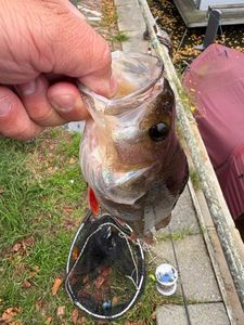 European Perch