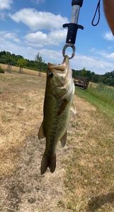 Largemouth Bass