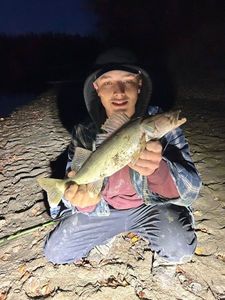 Walleye