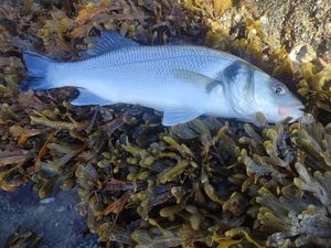 European Bass (Seabass)