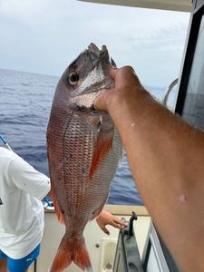 Red Porgy