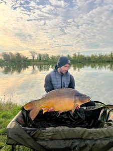 Mirror Carp