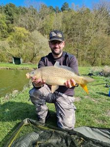 Common Carp