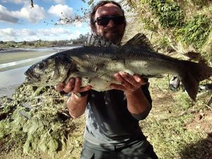 European Bass (Seabass)