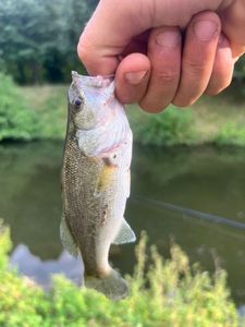 Largemouth Bass