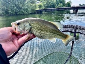 Largemouth Bass