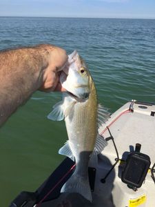 European Bass (Seabass)