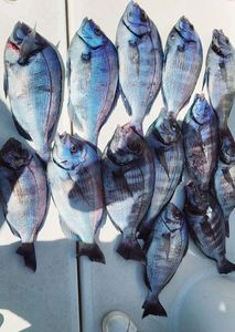 Black Seabream