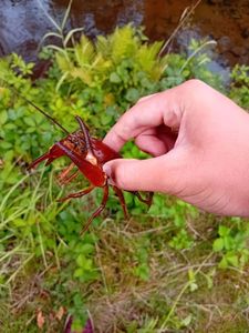Spinycheek Crayfish