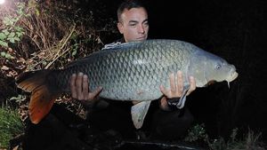 Common Carp