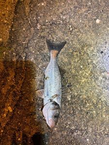 European Bass (Seabass)