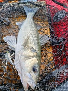European Bass (Seabass)