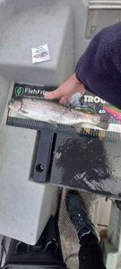 Rainbow Trout