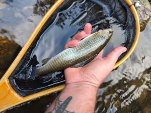 Grayling