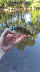 European Perch