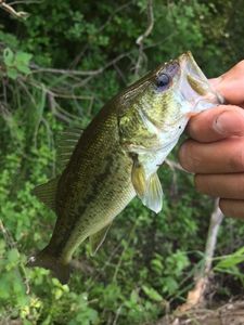 Largemouth Bass