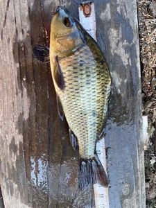 Common Carp
