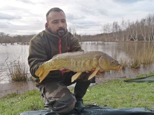 Mirror Carp