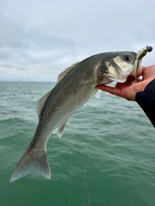 European Bass (Seabass)