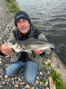 European Bass (Seabass)