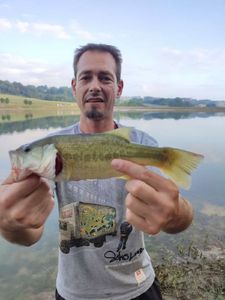 Largemouth Bass