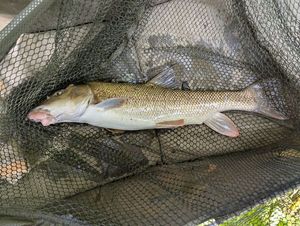 Barbel