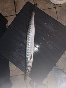 Great Barracuda