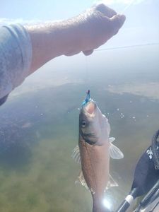 European Bass (Seabass)