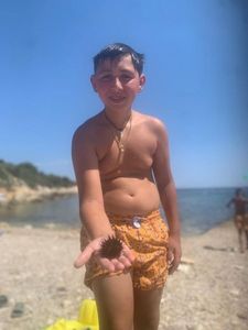 Rock Sea Urchin