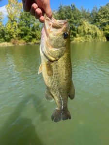 Smallmouth Bass
