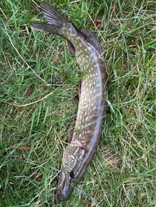 Northern Pike