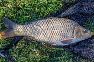 Common Carp